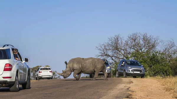 Rhinocéros Blanc Méridional Traversant Route Entre Les Voitures Tourisme Dans — Photo