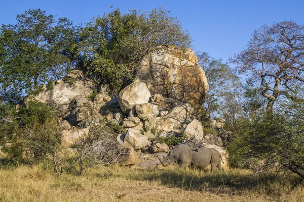 Jižní Afrika Bílý Nosorožec Balvanové Scenérii Národním Parku Kruger Specie — Stock fotografie