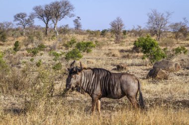 Güney Afrika 'daki Kruger Ulusal Parkı' ndaki Savannah manzarasında mavi antiloplar Bovidae ailesinden Specie Connochaetes taurinus