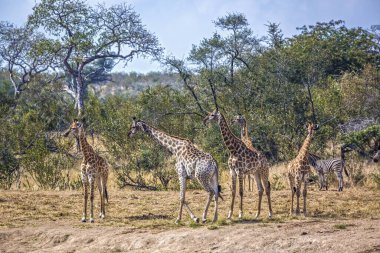 Güney Afrika Kruger Ulusal Parkı 'nda yürüyen küçük bir zürafa grubu; Giraffidae familyasından Tür Giraffa camelopardalis.