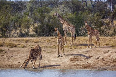 Güney Afrika 'daki Kruger Ulusal Parkı' nda göl kenarında bir grup zürafa; Giraffidae familyasından Specie Giraffa camelopardalis.