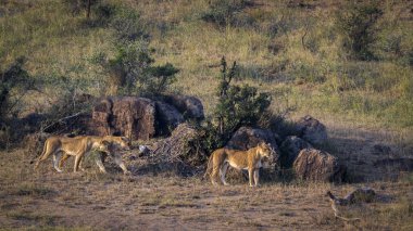Güney Afrika 'daki Kruger Ulusal Parkı' nda hareket halindeki üç Afrika aslanı Felidae 'deki Specie Panthera Leo ailesi.