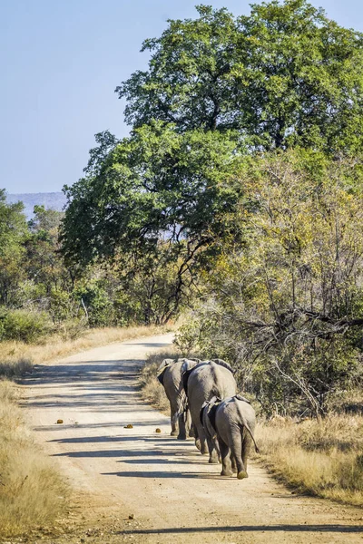 南アフリカのクルーガー国立公園のサファリロードを歩くアフリカのブッシュゾウの家族 ゾウ科の種Loxodontaアフリカの家族 — ストック写真