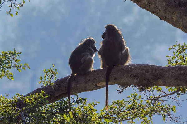 Pareja Babuinos Chacma Sentados Tronco Retroiluminación Parque Nacional Kruger Sudáfrica —  Fotos de Stock