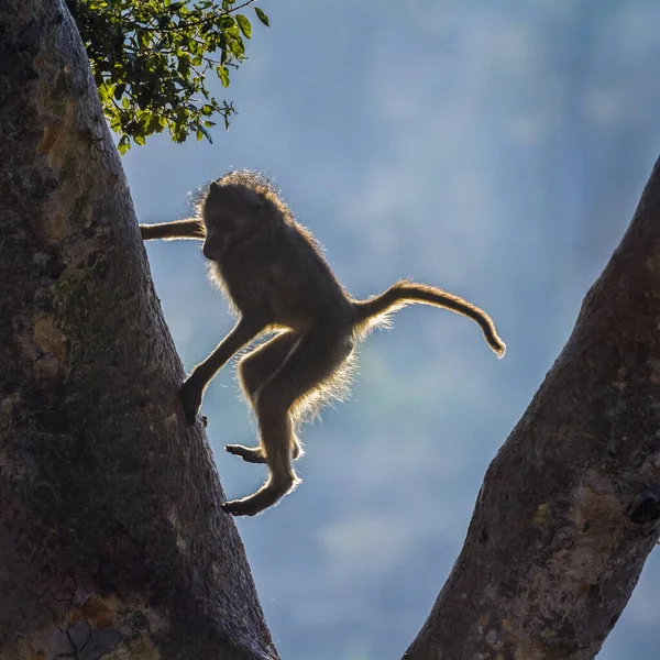 Chacma Babouin Sautant Arbre Dans Parc National Kruger Afrique Sud — Photo