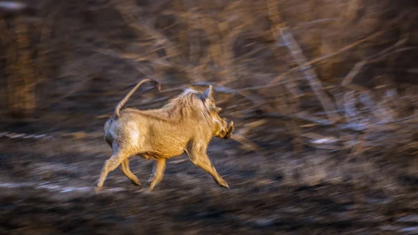 Comune Warthog Care Rulează Tufiș Parcul Național Kruger Africa Sud — Fotografie, imagine de stoc