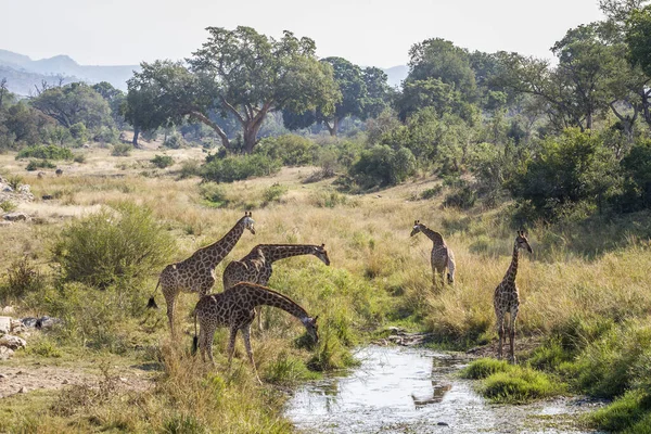 Skupina Žiraf Pijících Vodní Díře Kruger National Park Jižní Afrika — Stock fotografie