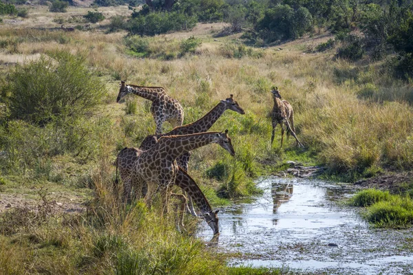Gruppe Von Giraffen Trinkt Einem Wasserloch Kruger Nationalpark Südafrika Familie — Stockfoto