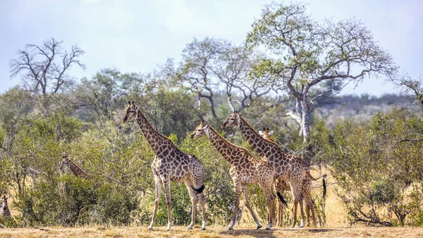 Piccolo Gruppo Giraffe Passeggiando Nel Parco Nazionale Kruger Sud Africa — Foto Stock