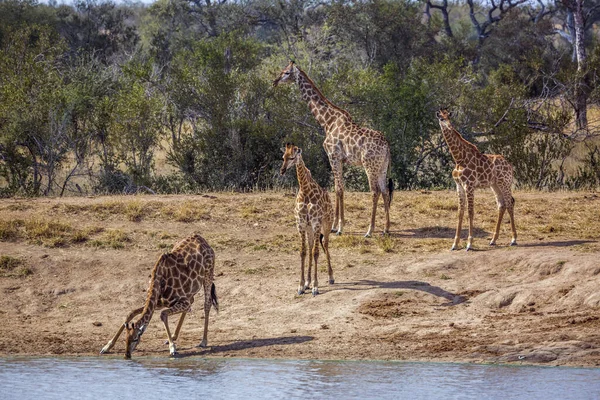 Groupe Girafes Bord Lac Dans Parc National Kruger Afrique Sud — Photo