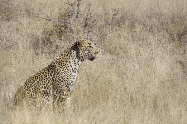 Leopard Seated Grass Kruger National Park South Africa Specie Panthera — Stock Photo, Image