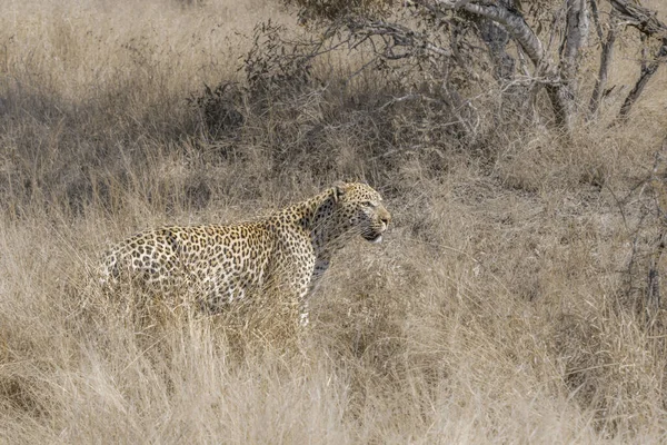 Leopard Για Κυνήγι Στη Σαβάνα Στο Εθνικό Πάρκο Kruger Νότια — Φωτογραφία Αρχείου