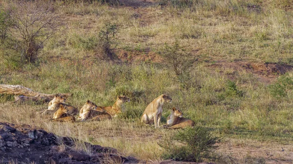 南アフリカのクルーガー国立公園での狩猟に関するアフリカのライオンの誇り警告 フェレイデスの種パンテラ レオ家族 — ストック写真