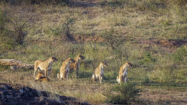 African lion pride alert on the hunt in Kruger National park, South Africa ; Specie Panthera leo family of Felidae