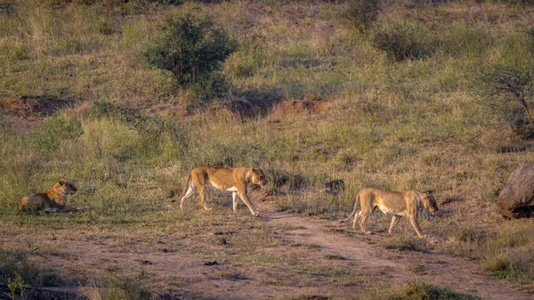 Twee Afrikaanse Leeuwin Onderweg Kruger National Park Zuid Afrika Soort — Stockfoto