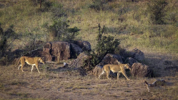 南アフリカのクルーガー国立公園の移動中の2つのアフリカ人の雌ライオン フェレイデスの種パンテラレオ家族 — ストック写真