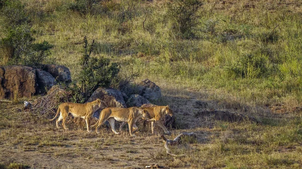 南アフリカのクルーガー国立公園の移動中の3人のアフリカ人の雌ライオン フェレイデスの種パンテラレオ家族 — ストック写真
