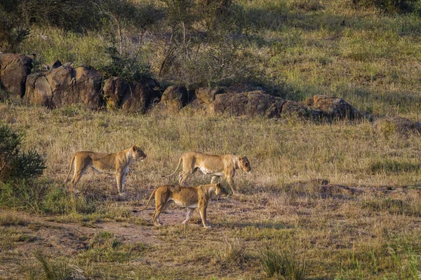 Tre Afrikanska Lejoninna Rörelse Kruger National Park Sydafrika Art Panthera — Stockfoto