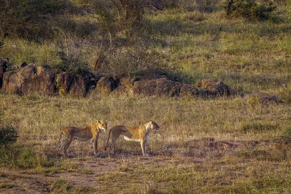 南アフリカのクルーガー国立公園の移動中の2つのアフリカ人の雌ライオン フェレイデスの種パンテラレオ家族 — ストック写真