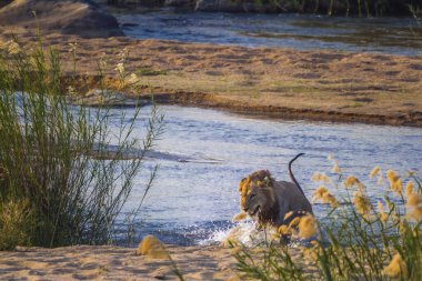 African lion male jumping out of river in Kruger National park, South Africa ; Specie Panthera leo family of Felidae clipart