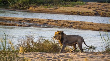 Güney Afrika 'daki Kruger Ulusal Parkı' nda nehir kıyısında yürüyen Afrika aslanı Felidae 'deki Specie Panthera leo ailesi