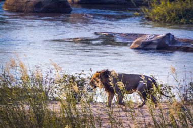Güney Afrika 'daki Kruger Ulusal Parkı' nda nehir kıyısında yürüyen Afrika aslanı Felidae 'deki Specie Panthera leo ailesi