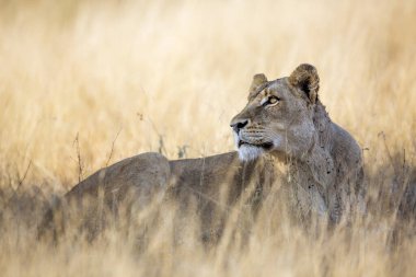 Afrika aslanı, Güney Afrika 'daki Kruger Ulusal Parkı' ndaki çayırlarda yatan Felidae ailesinden Specie Panthera Leo.
