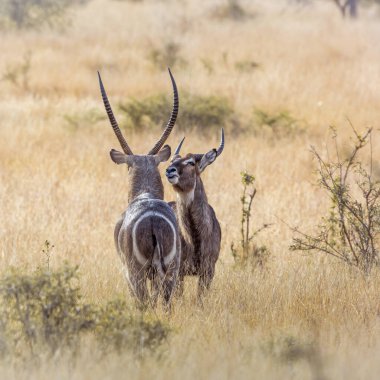 Güney Afrika 'daki Kruger Ulusal Parkı' nda, Bovidae familyasından Specie Kobus ellipsiprymnus ile iki yaygın su parkı yüz yüze.