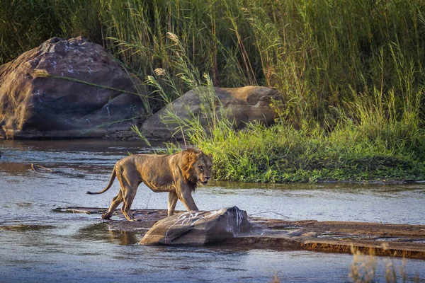 Afrikaanse Leeuw Mannelijk Oversteken Van Een Rivier Kruger National Park — Stockfoto