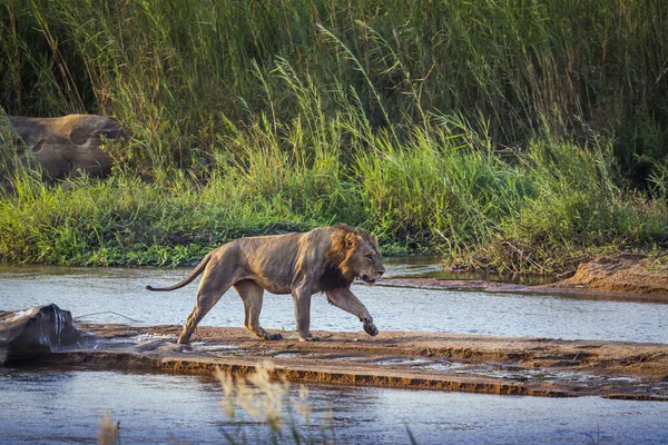 Leão Africano Macho Atravessando Rio Parque Nacional Kruger África Sul — Fotografia de Stock