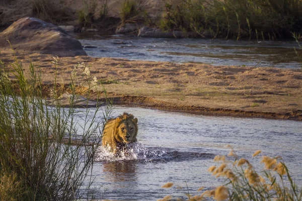 Αφρικανικό Λιοντάρι Αρσενικό Διασχίζει Ένα Ποτάμι Θέα Στο Εθνικό Πάρκο — Φωτογραφία Αρχείου