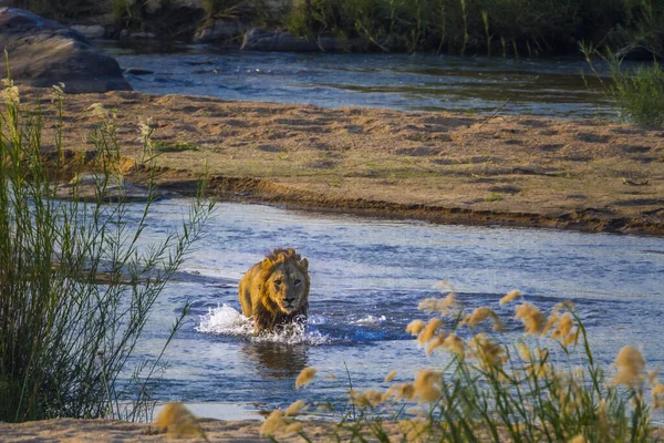 南アフリカのクルーガー国立公園の川の正面の景色を横断するアフリカのライオンの男性 — ストック写真