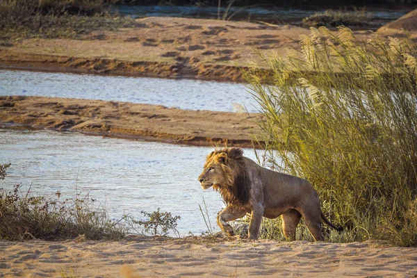 León Africano Caminando Por Orilla Del Río Parque Nacional Kruger — Foto de Stock