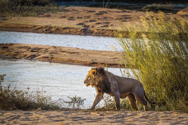 León Africano Caminando Por Orilla Del Río Parque Nacional Kruger — Foto de Stock