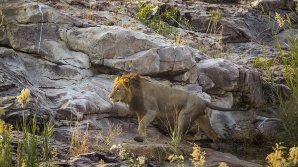Leão Africano Macho Caminhando Sobre Rocha Amanhecer Parque Nacional Kruger — Fotografia de Stock