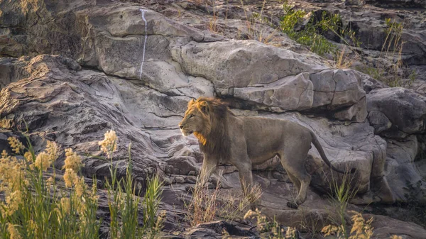 Hombre León Africano Caminando Sobre Roca Amanecer Parque Nacional Kruger — Foto de Stock