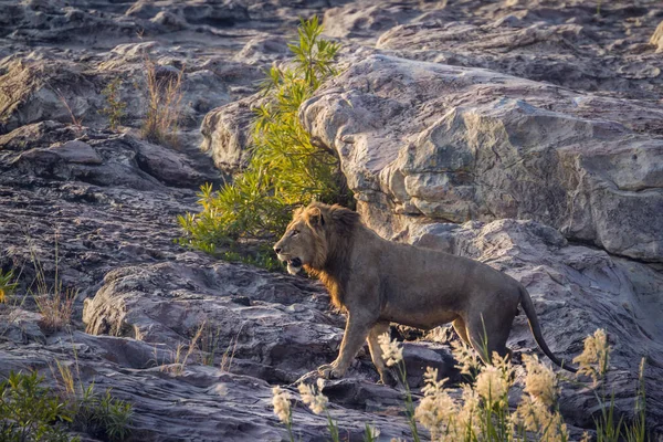 Αφρικανικό Λιοντάρι Αρσενικό Περπάτημα Στο Βράχο Την Αυγή Στο Kruger — Φωτογραφία Αρχείου