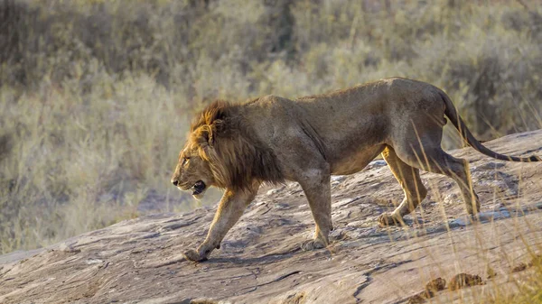 Αφρικανικό Λιοντάρι Αρσενικό Πηγαίνει Κάτω Από Ένα Βράχο Στο Kruger — Φωτογραφία Αρχείου