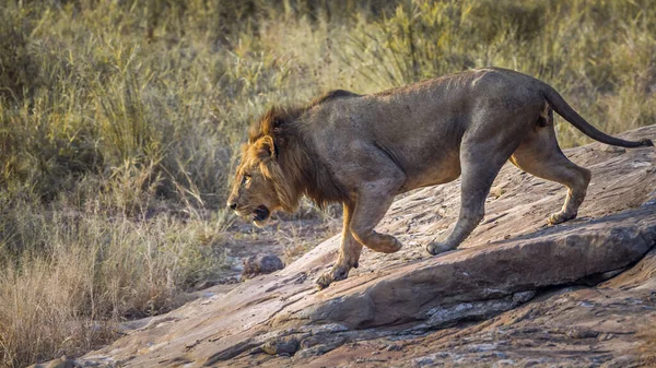 南非克鲁格国家公园的一只非洲狮子正从岩石上滑落 Felidae的Panthera Leo一家 — 图库照片