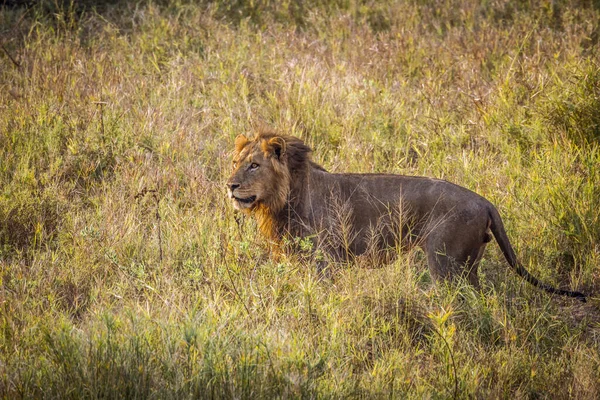 Afrikaanse Leeuw Het Gras Kruger National Park Zuid Afrika Soort — Stockfoto