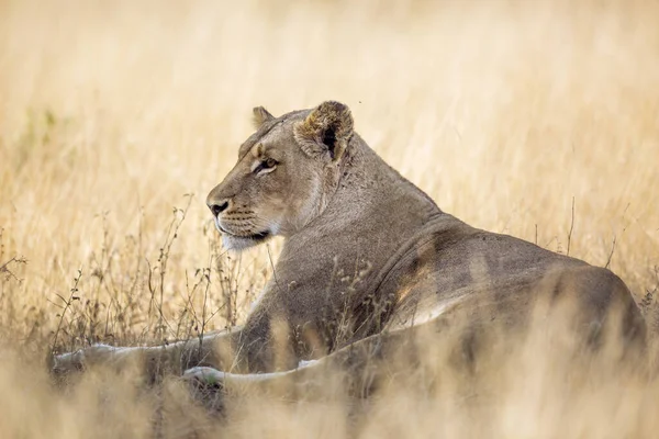 Leona Africana Acostada Hierba Sabana Parque Nacional Kruger Sudáfrica Especie — Foto de Stock