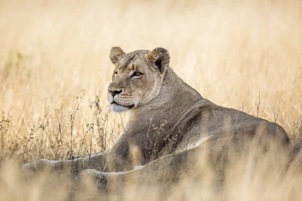 Leona Africana Acostada Hierba Sabana Parque Nacional Kruger Sudáfrica Especie — Foto de Stock