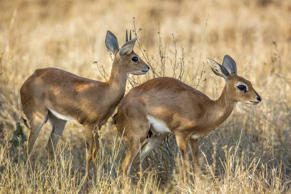 Para Steenboks Suchej Sawannie Parku Narodowym Kruger Republika Południowej Afryki — Zdjęcie stockowe