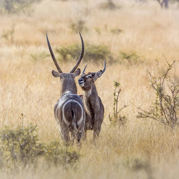 Two Common Waterbucks Face Face Savannah Kruger National Park Sudáfrica —  Fotos de Stock