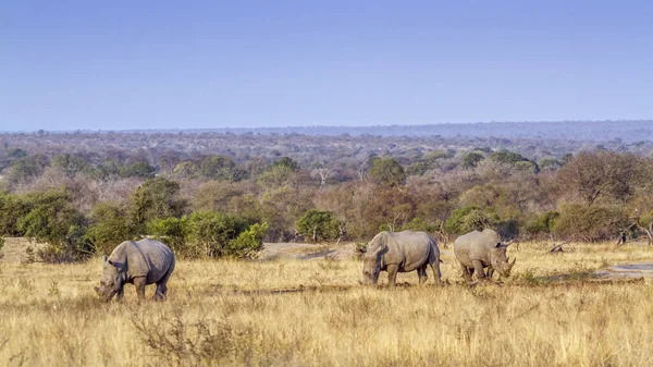 南非克鲁格国家公园的三只南方白犀牛正在草原上吃草 犀牛科物种Ceratotherium Simum Simum — 图库照片