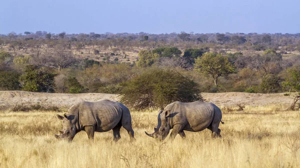 Dois Rinocerontes Brancos Sul Pastando Paisagens Savana Parque Nacional Kruger — Fotografia de Stock