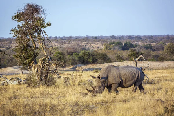 Südliches Breitmaulnashorn Savannenlandschaft Kruger Nationalpark Südafrika Ceratotherium Simum Simum Familie — Stockfoto