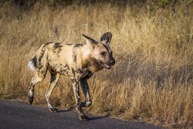 Güney Afrika 'daki Kruger Ulusal Parkı' nda safari yolunda yürüyen vahşi Afrika köpeği; Canidae ailesinden Specie Lycaon pictus