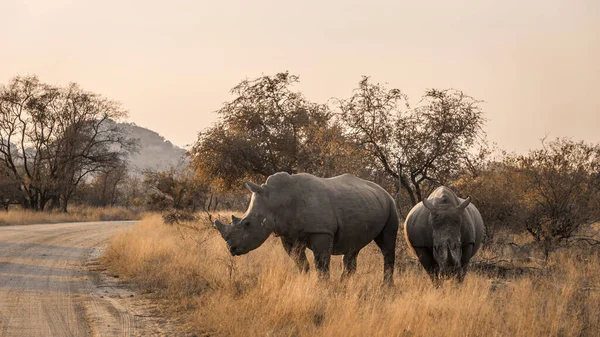 Zwei Südliche Breitmaulnashörner Überqueren Safaristraße Kruger Nationalpark Südafrika Ceratotherium Simum — Stockfoto