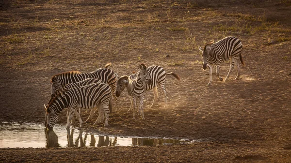 Pequeno Grupo Zebras Das Planícies Beber Num Buraco Água Amanhecer — Fotografia de Stock